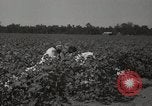 Image récolteuse de coton Stoneville Mississippi USA, 1936, de la seconde 11 séquences d'archives historiques vidéo 65675066983
