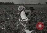 Image récolteuse de coton Stoneville Mississippi USA, 1936, de la seconde 16 séquences d'archives historiques vidéo 65675066983