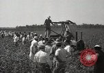 Image récolteuse de coton Stoneville Mississippi USA, 1936, de la seconde 18 séquences d'archives historiques vidéo 65675066983