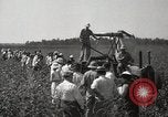 Image récolteuse de coton Stoneville Mississippi USA, 1936, de la seconde 19 séquences d'archives historiques vidéo 65675066983