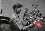 Image récolteuse de coton Stoneville Mississippi USA, 1936, de la seconde 25 séquences d'archives historiques vidéo 65675066983
