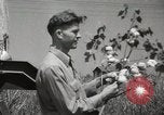 Image récolteuse de coton Stoneville Mississippi USA, 1936, de la seconde 26 séquences d'archives historiques vidéo 65675066983