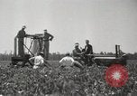 Image récolteuse de coton Stoneville Mississippi USA, 1936, de la seconde 38 séquences d'archives historiques vidéo 65675066983