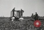 Image récolteuse de coton Stoneville Mississippi USA, 1936, de la seconde 39 séquences d'archives historiques vidéo 65675066983