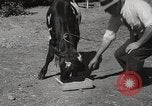 Immagine di Due vitello testa Sacramento California USA, 1936, secondo 10 filmato di repertorio 65675066984