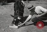 Immagine di Due vitello testa Sacramento California USA, 1936, secondo 11 filmato di repertorio 65675066984