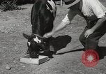 Immagine di Due vitello testa Sacramento California USA, 1936, secondo 12 filmato di repertorio 65675066984