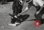 Immagine di Due vitello testa Sacramento California USA, 1936, secondo 13 filmato di repertorio 65675066984