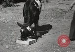 Immagine di Due vitello testa Sacramento California USA, 1936, secondo 14 filmato di repertorio 65675066984