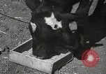 Immagine di Due vitello testa Sacramento California USA, 1936, secondo 15 filmato di repertorio 65675066984