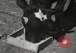 Immagine di Due vitello testa Sacramento California USA, 1936, secondo 17 filmato di repertorio 65675066984