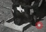 Immagine di Due vitello testa Sacramento California USA, 1936, secondo 18 filmato di repertorio 65675066984