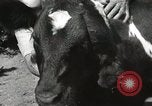 Immagine di Due vitello testa Sacramento California USA, 1936, secondo 19 filmato di repertorio 65675066984