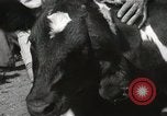 Immagine di Due vitello testa Sacramento California USA, 1936, secondo 20 filmato di repertorio 65675066984