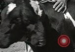 Immagine di Due vitello testa Sacramento California USA, 1936, secondo 21 filmato di repertorio 65675066984