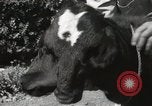 Immagine di Due vitello testa Sacramento California USA, 1936, secondo 23 filmato di repertorio 65675066984