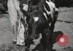 Immagine di Due vitello testa Sacramento California USA, 1936, secondo 24 filmato di repertorio 65675066984