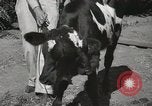Immagine di Due vitello testa Sacramento California USA, 1936, secondo 25 filmato di repertorio 65675066984