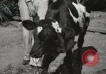 Immagine di Due vitello testa Sacramento California USA, 1936, secondo 26 filmato di repertorio 65675066984