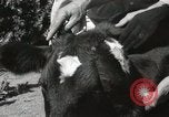 Immagine di Due vitello testa Sacramento California USA, 1936, secondo 27 filmato di repertorio 65675066984