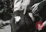 Immagine di Due vitello testa Sacramento California USA, 1936, secondo 28 filmato di repertorio 65675066984