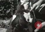 Immagine di Due vitello testa Sacramento California USA, 1936, secondo 29 filmato di repertorio 65675066984
