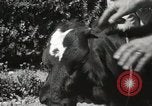 Immagine di Due vitello testa Sacramento California USA, 1936, secondo 30 filmato di repertorio 65675066984