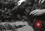 Immagine di Due vitello testa Sacramento California USA, 1936, secondo 31 filmato di repertorio 65675066984