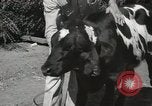 Immagine di Due vitello testa Sacramento California USA, 1936, secondo 32 filmato di repertorio 65675066984