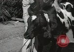 Immagine di Due vitello testa Sacramento California USA, 1936, secondo 33 filmato di repertorio 65675066984