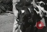 Immagine di Due vitello testa Sacramento California USA, 1936, secondo 34 filmato di repertorio 65675066984