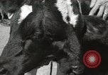 Immagine di Due vitello testa Sacramento California USA, 1936, secondo 35 filmato di repertorio 65675066984