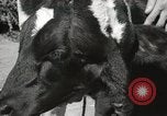 Immagine di Due vitello testa Sacramento California USA, 1936, secondo 36 filmato di repertorio 65675066984