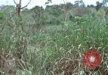 Image of American Army operation Vietnam, 1965, second 49 stock footage video 65675067097