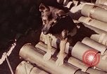 Image of Peleliu operation Peleliu Palau Islands, 1944, second 10 stock footage video 65675067109