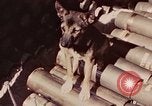 Image of Peleliu operation Peleliu Palau Islands, 1944, second 12 stock footage video 65675067109