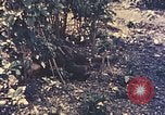 Image of Peleliu operation Peleliu Palau Islands, 1944, second 38 stock footage video 65675067114