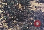 Image of Peleliu operation Peleliu Palau Islands, 1944, second 40 stock footage video 65675067114