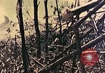 Standbild Peleliu Betrieb Peleliu Palau Inseln, 1944, aus Sekunde 6 historischem Filmmaterial Videoclip 65675067116