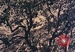 Standbild Peleliu Betrieb Peleliu Palau Inseln, 1944, aus Sekunde 29 historischem Filmmaterial Videoclip 65675067116