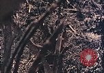 Standbild Peleliu Betrieb Peleliu Palau Inseln, 1944, aus Sekunde 33 historischem Filmmaterial Videoclip 65675067116