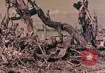 Image of Peleliu operation Peleliu Palau Islands, 1944, second 15 stock footage video 65675067120