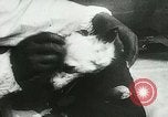 Immagine di Spazio sovietica la ricerca utilizzando i canini Unione Sovietica, 1957, secondo 25 filmato di repertorio 65675067229