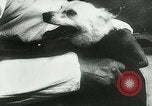 Immagine di Spazio sovietica la ricerca utilizzando i canini Unione Sovietica, 1957, secondo 28 filmato di repertorio 65675067229