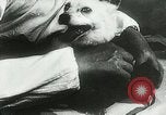 Immagine di Spazio sovietica la ricerca utilizzando i canini Unione Sovietica, 1957, secondo 29 filmato di repertorio 65675067229
