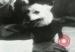 Immagine di Spazio sovietica la ricerca utilizzando i canini Unione Sovietica, 1957, secondo 30 filmato di repertorio 65675067229