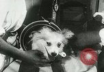Immagine di Spazio sovietica la ricerca utilizzando i canini Unione Sovietica, 1957, secondo 31 filmato di repertorio 65675067229