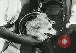 Immagine di Spazio sovietica la ricerca utilizzando i canini Unione Sovietica, 1957, secondo 32 filmato di repertorio 65675067229