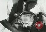 Immagine di Spazio sovietica la ricerca utilizzando i canini Unione Sovietica, 1957, secondo 35 filmato di repertorio 65675067229