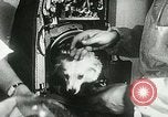 Immagine di Spazio sovietica la ricerca utilizzando i canini Unione Sovietica, 1957, secondo 36 filmato di repertorio 65675067229